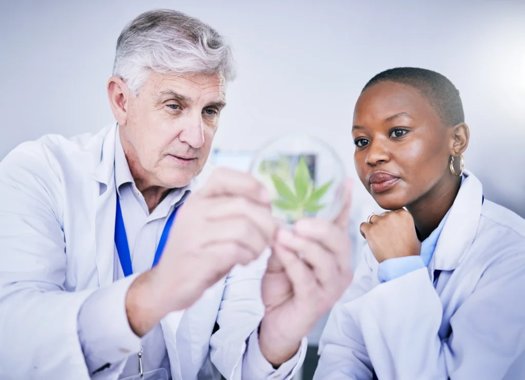 Two scientists examining a cannabis leaf in a petri dish during medical research.